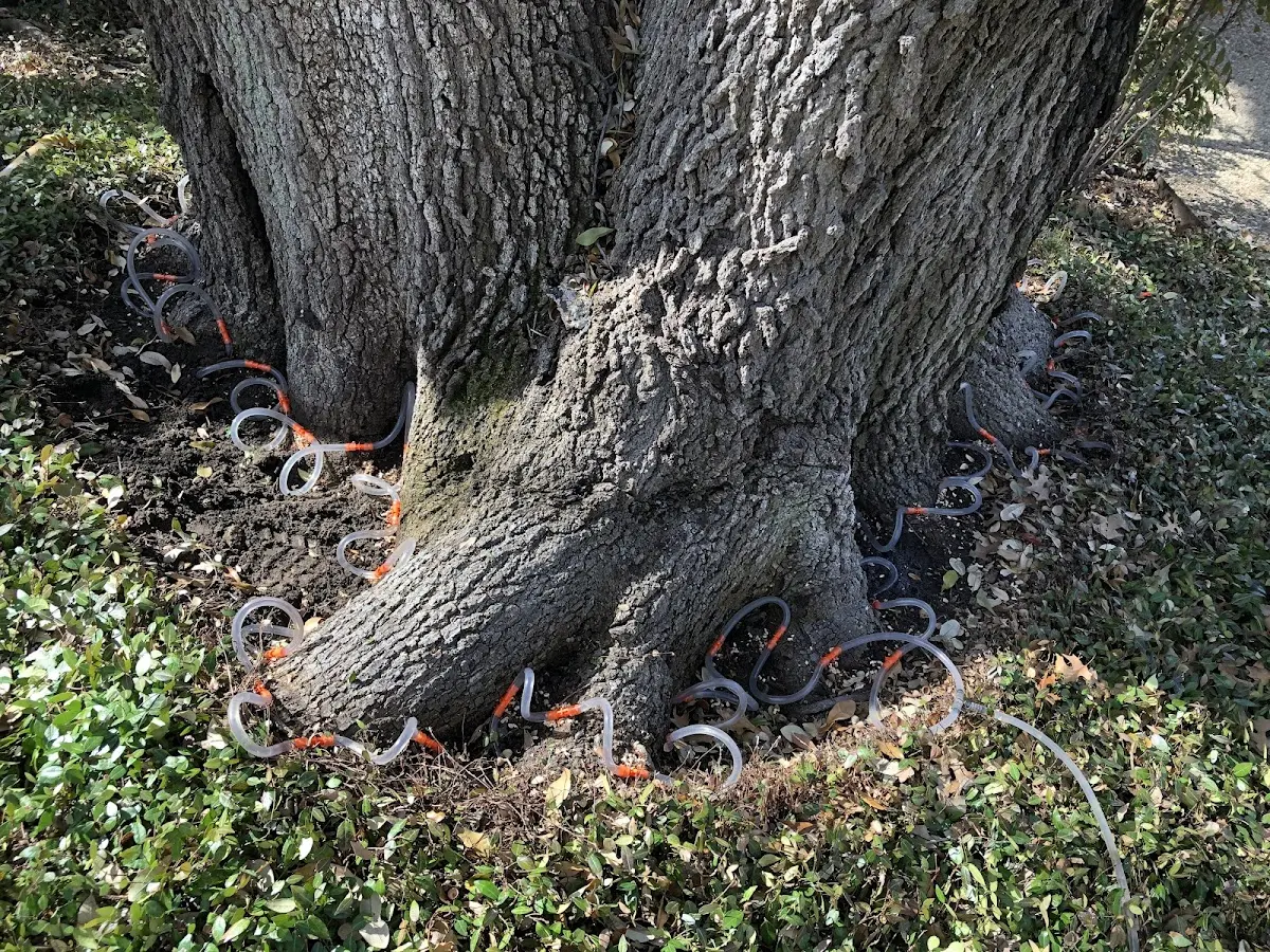 Detailed Shrub and Hedge Trimming job site in La Vernia