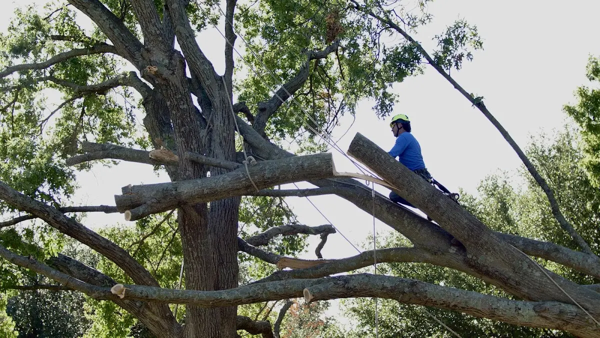 Professional Hazardous Tree Removal performed by certified arborists in La Vernia