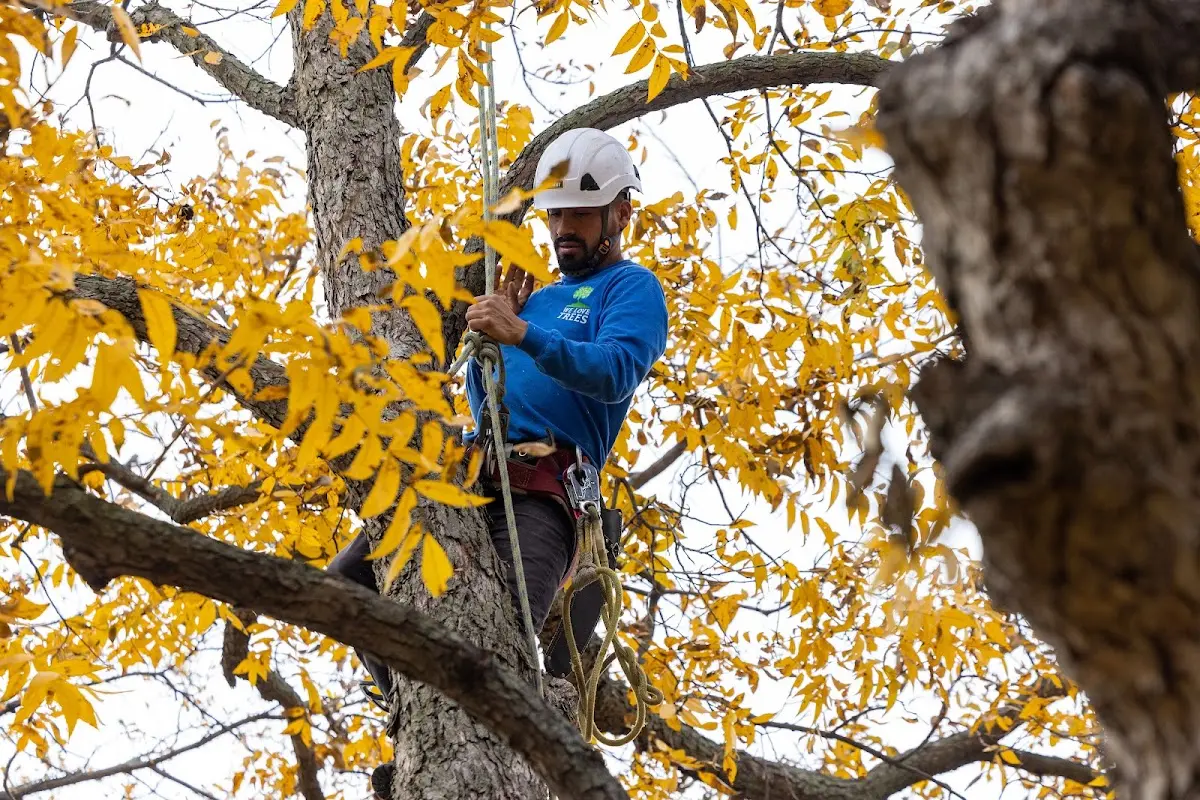 Skilled Storm Damage Cleanup crew working in La Vernia